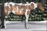 Horse Color:White Spotted Buckskin Rabicano 