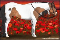 Horse Color:Buckskin Tobiano