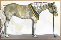 Horse Color:White Spotted Liver Chestnut Splash Rabicano