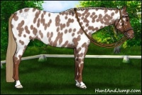 Horse Color:Red Roan Near Leopard Rabicano 