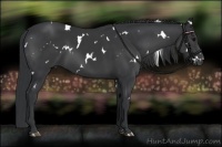 Horse Color:White Spotted Black 