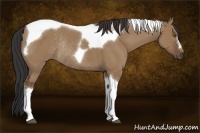 Horse Color:Bay Dun Tobiano Rabicano 