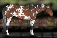 Horse Color:White Spotted Bay Appaloosa