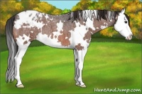 Horse Color:White Spotted Brown Roan Splash Appaloosa 