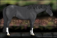 Horse Color:Blue Roan Appaloosa