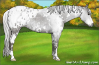Horse Color:Gray White Spotted Smoky Blue Roan Appaloosa 