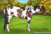 Horse Color:White Spotted Bay Varnish Rabicano 