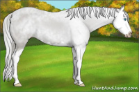 Horse Color:Gray Smoky Creme Splash