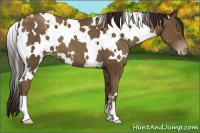 Horse Color:Gray White Spotted Classic Cream Champagne Varnish