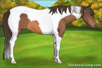 Horse Color:Buckskin Tobiano Appaloosa