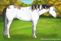 Horse Color:White Spotted Buckskin Roan Splash 