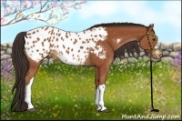 Horse Color:Bay Appaloosa 