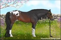 Horse Color:Brown Appaloosa 