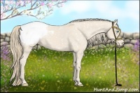 Horse Color:Perlino Appaloosa 