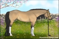 Horse Color:Buckskin Dun