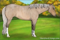 Horse Color:Silver Buckskin Roan 