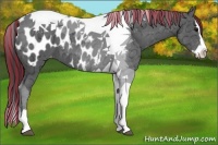 Horse Color:Painted Black Ice Splash Tobiano Appaloosa