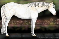 Horse Color:Silver Classic Champagne Dun Sabino Splash Appaloosa Rabicano