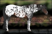 Horse Color:Brown Appaloosa  and Brown Tobiano Appaloosa 