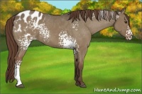 Horse Color:White Spotted Liver Red Dun Appaloosa Rabicano
