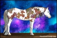 Horse Color:Nacre White Spotted Bay Splash Appaloosa 