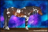 Horse Color:White Spotted Brown 