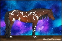 Horse Color:White Spotted Brown 