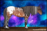 Horse Color:White Spotted Bay Appaloosa