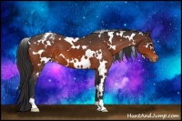 Horse Color:White Spotted Bay Appaloosa 
