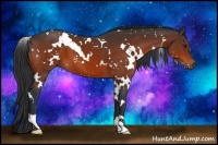 Horse Color:White Spotted Bay 