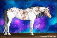 Horse Color:White Spotted Bay Ice Appaloosa