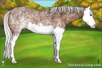 Horse Color:White Spotted Silver Bay Splash 