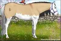 Horse Color:Bay Dun Splash 