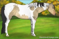 Horse Color:Buckskin Dun Tobiano Rabicano