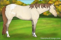 Horse Color:Amber Cream Champagne Roan Dun Appaloosa