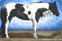 Horse Color:Black Tobiano 