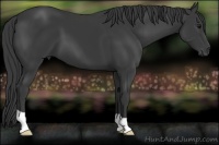 Horse Color:Smoky Black