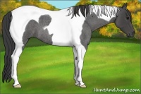Horse Color:Smoky Blue Roan Tobiano 