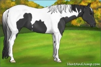 Horse Color:Smoky Black Tobiano 