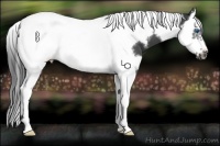 Horse Color:Black Splash Tobiano Frame 