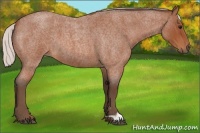 Horse Color:Silver Bay Roan 