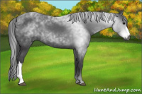 Horse Color:Gray Black 