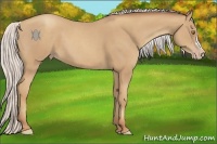 Horse Color:Silver Classic Champagne 