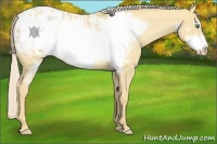Horse Color:Gold Cream Champagne Roan Dun Frame Appaloosa 