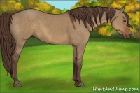 Horse Color:Liver Red Dun 