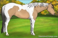 Horse Color:Buckskin Tobiano