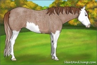 Horse Color:Red Roan Splash 
