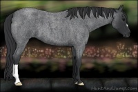 Horse Color:Blue Roan