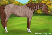 Horse Color:Red Roan 