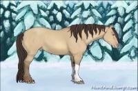 Horse Color:Amber Champagne Dun 